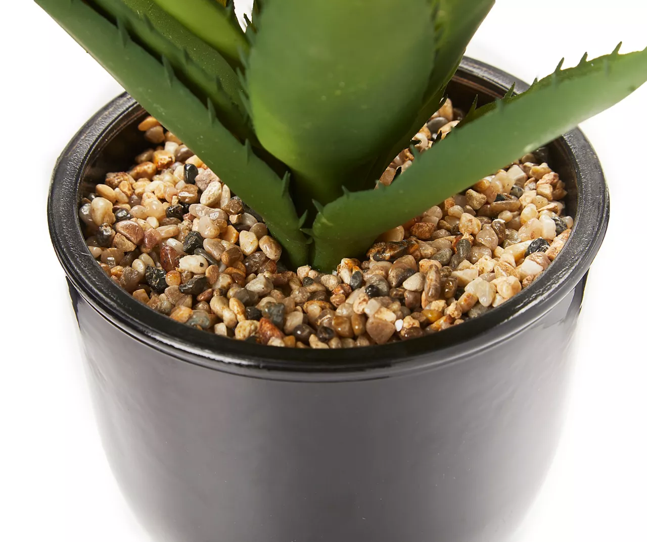 Succulent In Glossy Black Cement Pot - Image 2