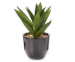 Succulent In Glossy Black Cement Pot
