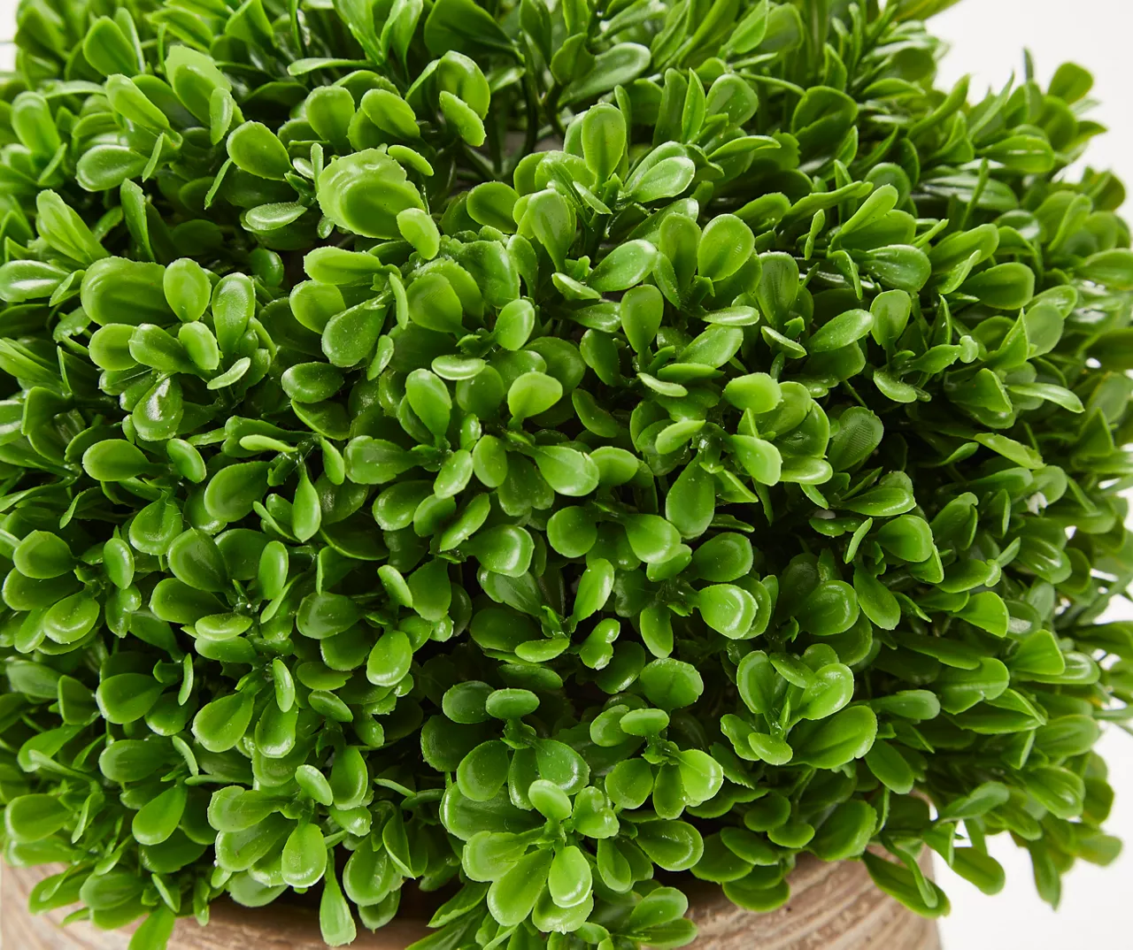 Boxwood In Textured Cement Pot - Image 2