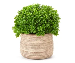 Boxwood In Textured Cement Pot