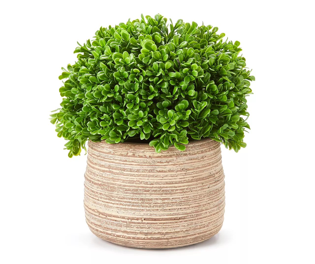 Boxwood In Textured Cement Pot