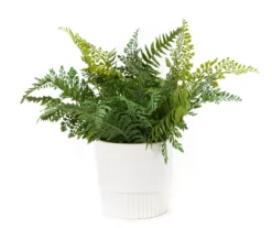 Artificial Fern In White Ceramic Pot